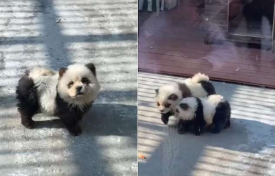 Китайський зоопарк видавав собак за панд (ВІДЕО)